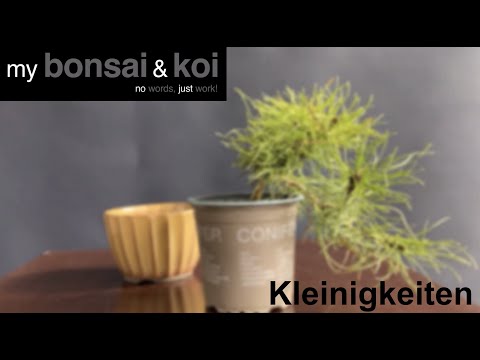 Bonsai - no words, just work - No.7 - Kiefer - Pinus - Kleinigkeiten
