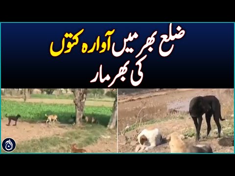 A plethora of stray dogs across the district - Aaj News