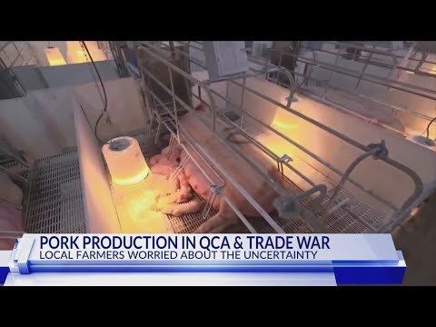 4 25 2025 Local farmers worry about QC pork production and trade war
