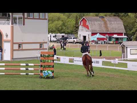 Penelope VF young horse class