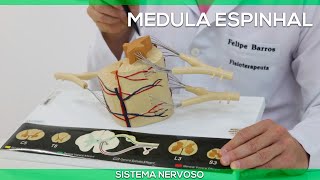 Medula espinhal