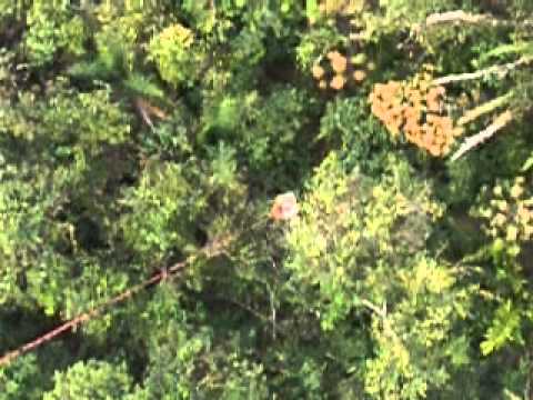 BELL 206  LONG LINE TRAINING 1