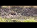 Leopard Takes Down Wildebeest