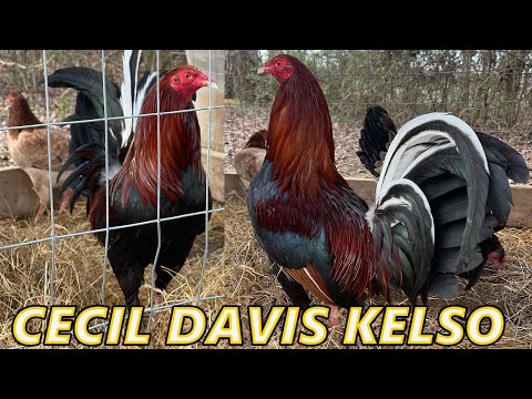 Pure Cecil Davis Kelso Dan Gray Roundhead Sweater Leiper - Deraz Farm Beautiful Birds