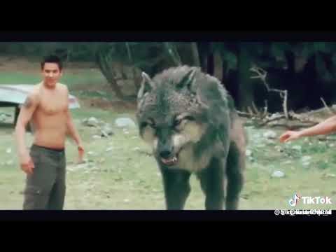 AACHANAK LADKA BANA BHEDIYA PLEASE SUBSCRIBE KARR