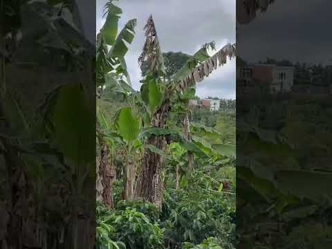 Se vende espectacular finca en palocabildo Tolima interesados escriban 3147204792