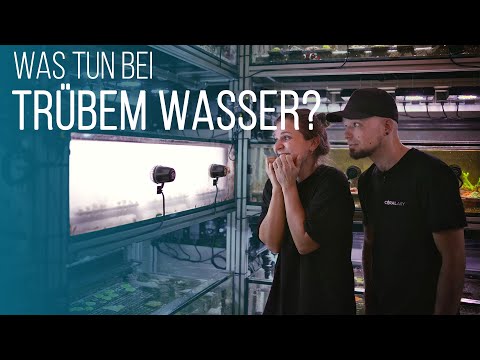 Cloudy water in your reef aquarium? How to identify and combat a bacterial bloom