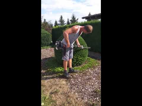 Formgehölze Kugel schneiden