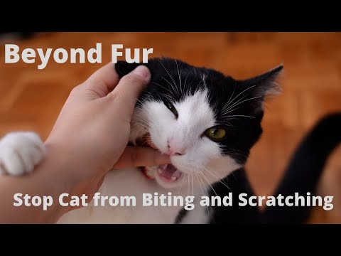 How to Stop Your Cat from Biting You (Complete Guide)