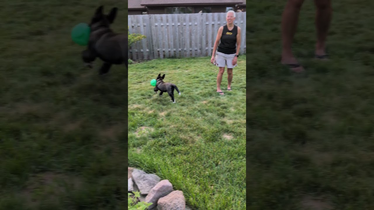 Blizzard, a Adoptable mixed breed in Minneapolis, MN video 4/6