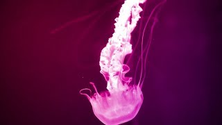 That&#39;s So 100 [AJR x Allie X Mashup/Remix]