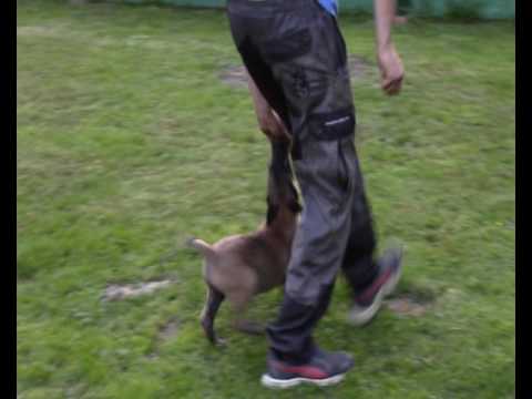 Akon z Jukasu - 8 weeks - FOR SALE