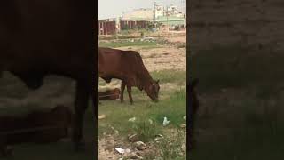 ベトナム ホーチミン 少し田舎に行くと...