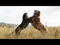 The Jungle Book 2016 Run Mowgli Run