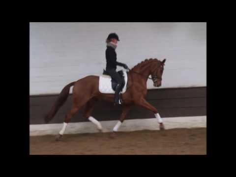 FLOWER 5j. v. Floriscount - Rubin Royal -for sale- VB 15.000,- Euro