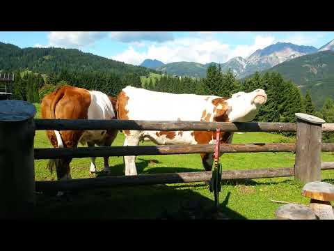 Kuh kratzt sich am Zaun, in Österreich auf der Alm - Kurzvideo