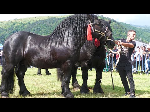 Parada cailor Gilău - Cluj 10 Iunie 2023