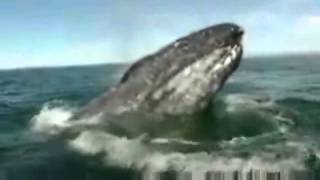Electric Light Orchestra - The Whale (With Whale footage)