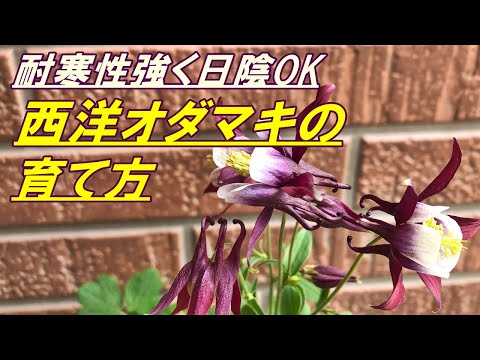 オダマキ 植物