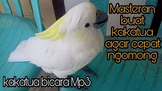 Download lagu Masteran kakatua jambul kuning bicara Mp3 mp3