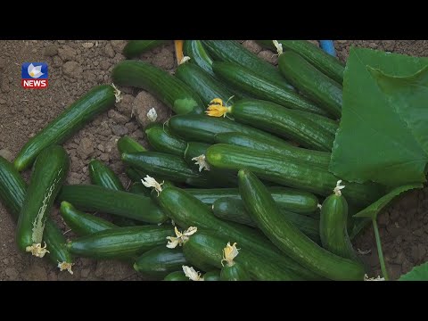 بەڤیدیۆ.. لە قەزای ئاكرێ جوتیاران دەستیان بە چاندنی خەیار كردووە