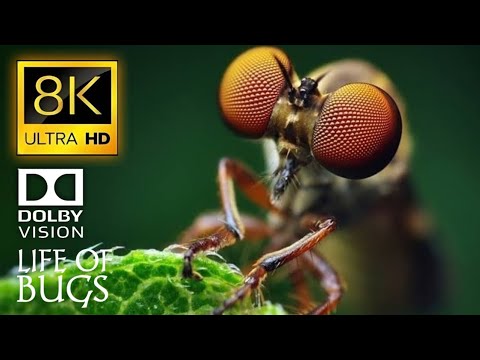 8K HDR 120FPS DOLBY VISION - The Life Of Bugs - The Insects