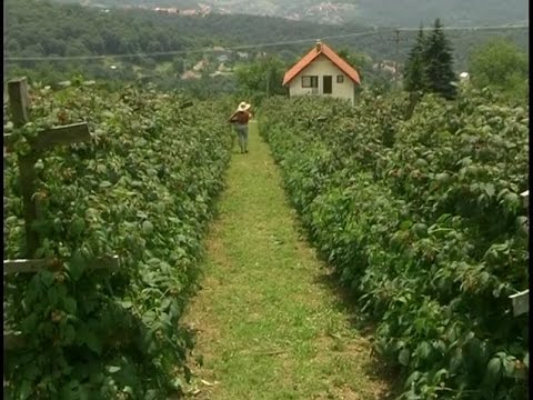 TV5 - Jesenji radovi u malinjacima