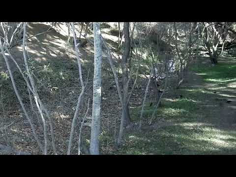 Twelve Crows and The Dove