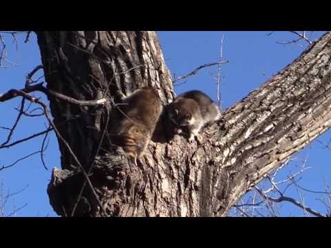 Calling All Coons! (Daytime raccoon calling) Episode 1