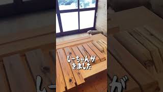 #shorts 古民家DIY - まずは馬を作っていこうと思います。が今回は予告と言うことで。。。 #カニンヘンダックス #ミニチュアダックス #犬のいる暮らし #古民家暮らし #古民家