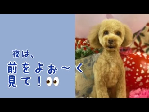 ワンワンU・x・Uお悩み相談室5️⃣9️⃣〜福井市「レオくん」#夜や視界の悪い時の運転はスピードダウン⤵️