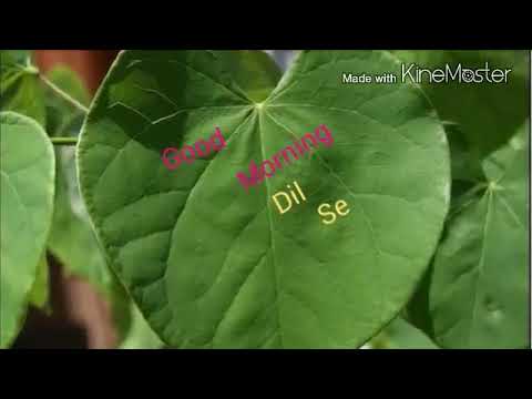 Kolebira Sanjit Wish you Good Morning