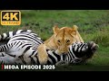 WILD AFRICA Predators And Prey In Animal Kingdom Nature Animal Documentary