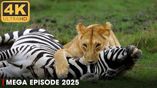 Download lagu WILD AFRICA | Predators and Prey in Animal Kingdom | Nature Animal Documentary mp3