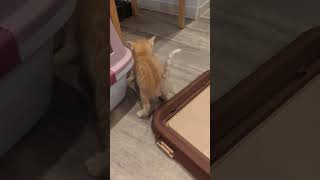 #かわいい猫#幸せ#cat#元気になる動画#love#lovely#ほのぼの#元気お届け#ねこのいる生活#Pretty#cute#保護猫#救出#子猫#こねこ#猫カフェ#marbleカフェ#幸せ#癒し
