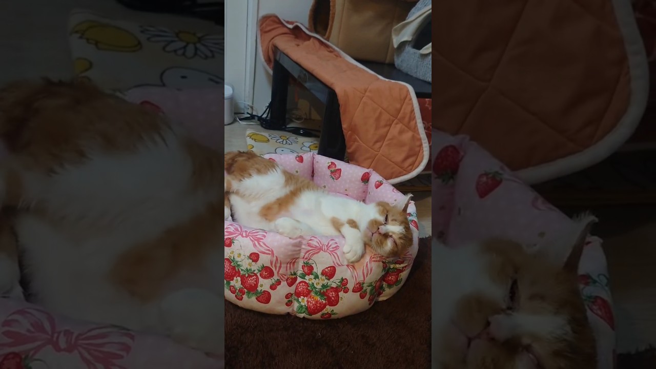 かわいいベッドでころん〈ちょうきせん〉