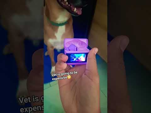 Vet is going to be expensive #Lui #Dog #Lui_dog1