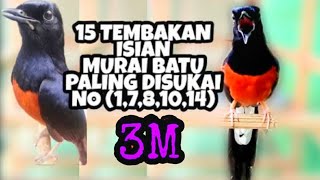 Download lagu TEMBAKAN Isian Murai Batu yang PALING DISUKAI SAAT... mp3