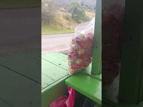 vendiendo fresa bueno bonito y barato apoyemos los campesinos chitaga norte de Santander Colombia 🇨🇴