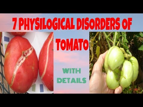 7 PHYSIOLOGICAL DISORDERS OF TOMATO WITH DETAILS || FARMING NEPAL