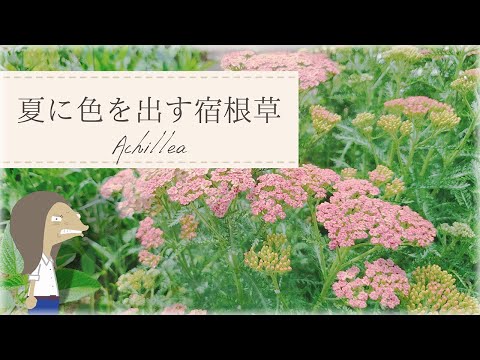 園芸 チャレフ・エレアグナス