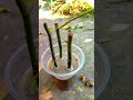 How To Grow Rose Cuttings Faster And Easily At Home