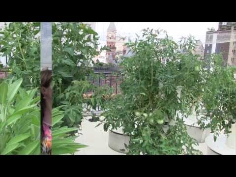 Bell Book and Candle Cocktails with Tower Garden Herbs