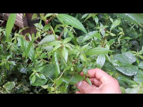 PARIETARIA O ESPARIETARIA Y SUS PROPIEDADES