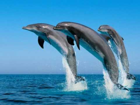 El delfin azul- musica instrumental