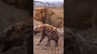 Download lagu singa vs hyena siapa yang menang?  #animals #wildlife  #hewan #lion mp3