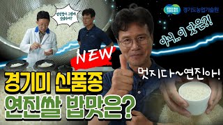 "경기도 신품종 연진쌀 이렇게 맛있다고?" 참드림쌀과 직접 비교해봤습니다!