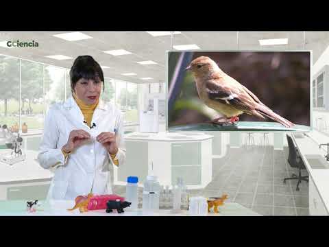 Vídeo: Evoluciona e non sexas pimpín