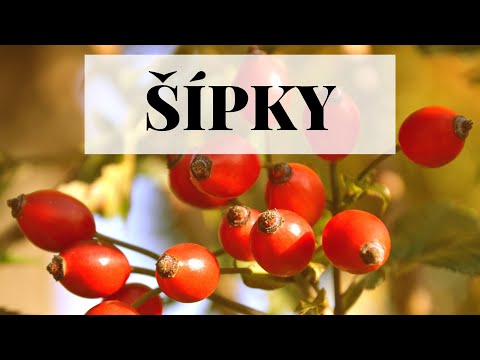 Šípky - léčivé účinky a zpracování na šípkový čaj