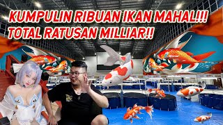 GILA!!! RIBUAN IKAN DENGAN TOTAL PULUHAN MILIAR KUMPUL DISINI !!! TERBESAR DI INDONESIA - SENIOR KOI